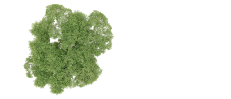 Grün Wald isoliert auf Hintergrund. 3d Rendern - - Illustration png