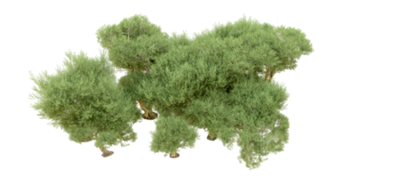 verde foresta isolato su sfondo. 3d interpretazione - illustrazione png