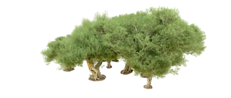 Grün Wald isoliert auf Hintergrund. 3d Rendern - - Illustration png