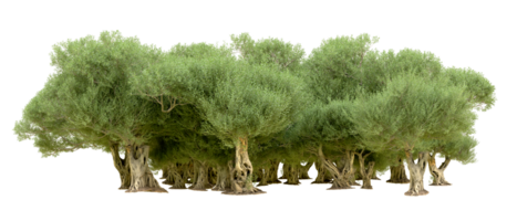 verde foresta isolato su sfondo. 3d interpretazione - illustrazione png