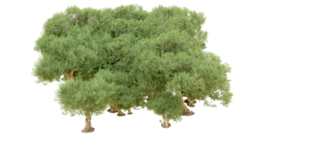 Green forest isolated on background. 3d rendering - illustration png