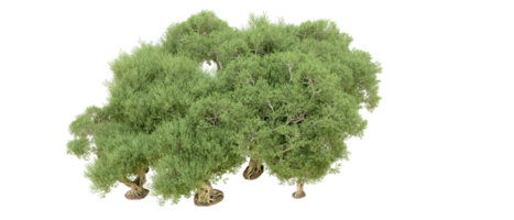 grön skog isolerat på bakgrund. 3d tolkning - illustration png