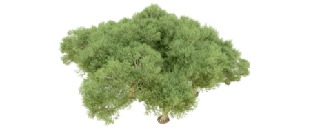 groen Woud geïsoleerd Aan achtergrond. 3d renderen - illustratie png