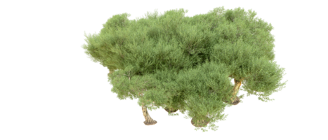 groen Woud geïsoleerd Aan achtergrond. 3d renderen - illustratie png