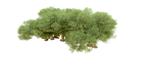 vert forêt isolé sur Contexte. 3d le rendu - illustration png