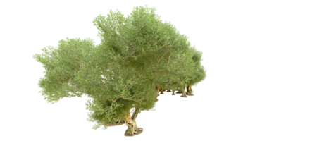 verde foresta isolato su sfondo. 3d interpretazione - illustrazione png