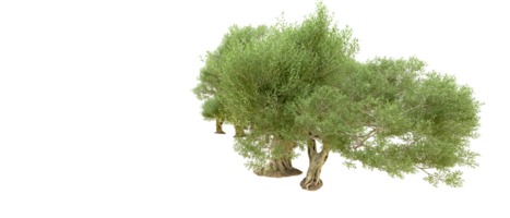 Green forest isolated on background. 3d rendering - illustration png