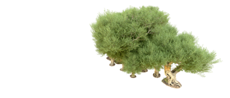 groen Woud geïsoleerd Aan achtergrond. 3d renderen - illustratie png