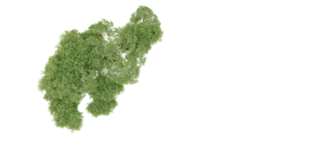 Grün Wald isoliert auf Hintergrund. 3d Rendern - - Illustration png