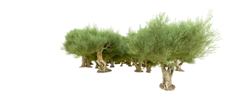 vert forêt isolé sur Contexte. 3d le rendu - illustration png