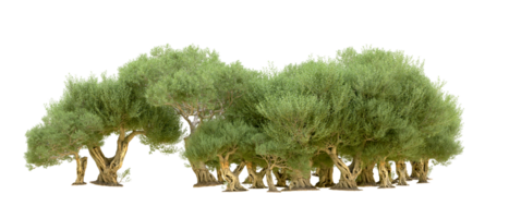 Green forest isolated on background. 3d rendering - illustration png