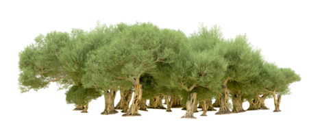 Green forest isolated on background. 3d rendering - illustration png