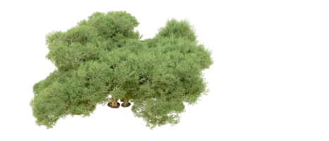 verde floresta isolado em fundo. 3d Renderização - ilustração png