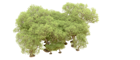 verde foresta isolato su sfondo. 3d interpretazione - illustrazione png