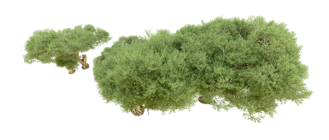 grön skog isolerat på bakgrund. 3d tolkning - illustration png