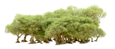 Green forest isolated on background. 3d rendering - illustration png