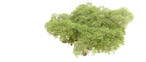 verde floresta isolado em fundo. 3d Renderização - ilustração png