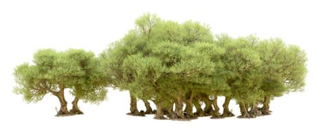 Green forest isolated on background. 3d rendering - illustration png