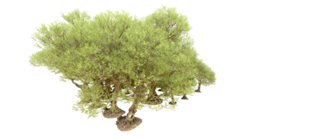 verde floresta isolado em fundo. 3d Renderização - ilustração png