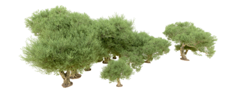 grön skog isolerat på bakgrund. 3d tolkning - illustration png