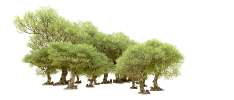 Green forest isolated on background. 3d rendering - illustration png