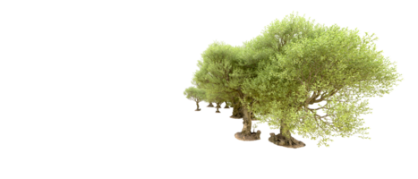 Green forest isolated on background. 3d rendering - illustration png