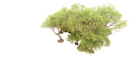 vert forêt isolé sur Contexte. 3d le rendu - illustration png