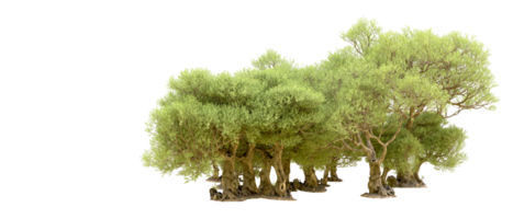 Green forest isolated on background. 3d rendering - illustration png