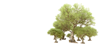 vert forêt isolé sur Contexte. 3d le rendu - illustration png