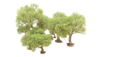 vert forêt isolé sur Contexte. 3d le rendu - illustration png