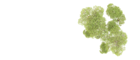 groen Woud geïsoleerd Aan achtergrond. 3d renderen - illustratie png