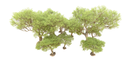 vert forêt isolé sur Contexte. 3d le rendu - illustration png