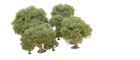 vert forêt isolé sur Contexte. 3d le rendu - illustration png