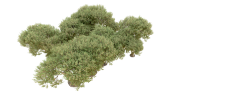 verde foresta isolato su sfondo. 3d interpretazione - illustrazione png