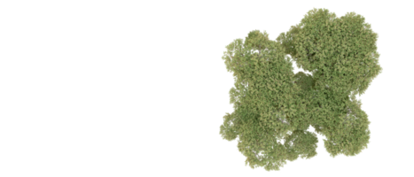 verde foresta isolato su sfondo. 3d interpretazione - illustrazione png