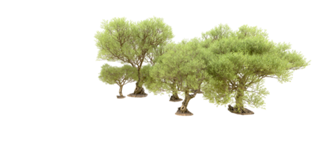 vert forêt isolé sur Contexte. 3d le rendu - illustration png