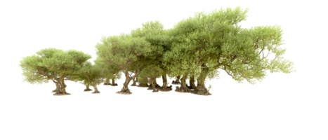 Green forest isolated on background. 3d rendering - illustration png