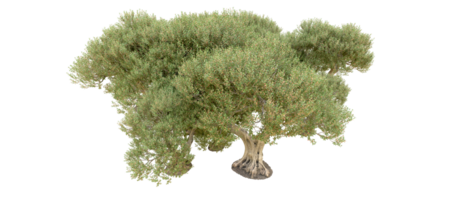 vert forêt isolé sur Contexte. 3d le rendu - illustration png