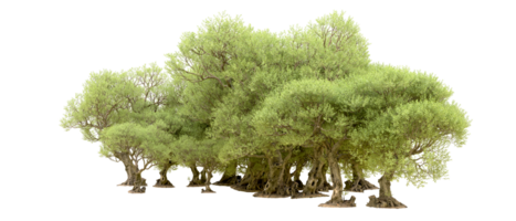 Green forest isolated on background. 3d rendering - illustration png