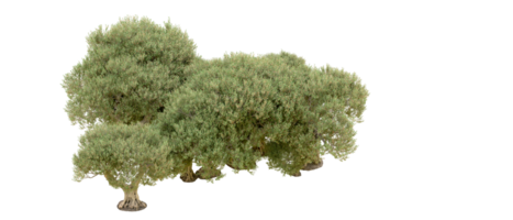 verde foresta isolato su sfondo. 3d interpretazione - illustrazione png