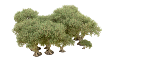 groen Woud geïsoleerd Aan achtergrond. 3d renderen - illustratie png