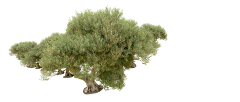 vert forêt isolé sur Contexte. 3d le rendu - illustration png