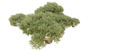 groen Woud geïsoleerd Aan achtergrond. 3d renderen - illustratie png