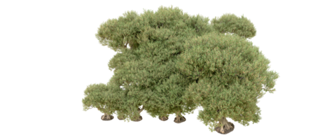 verde foresta isolato su sfondo. 3d interpretazione - illustrazione png