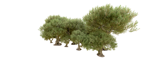 vert forêt isolé sur Contexte. 3d le rendu - illustration png