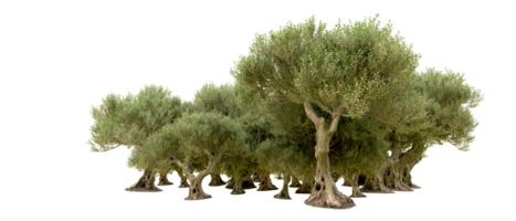 vert forêt isolé sur Contexte. 3d le rendu - illustration png