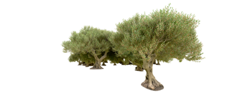 vert forêt isolé sur Contexte. 3d le rendu - illustration png