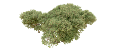 verde floresta isolado em fundo. 3d Renderização - ilustração png