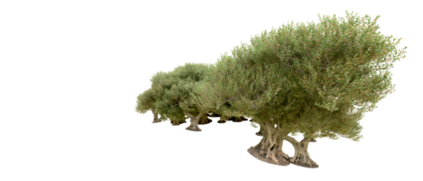 vert forêt isolé sur Contexte. 3d le rendu - illustration png