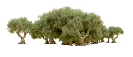 vert forêt isolé sur Contexte. 3d le rendu - illustration png